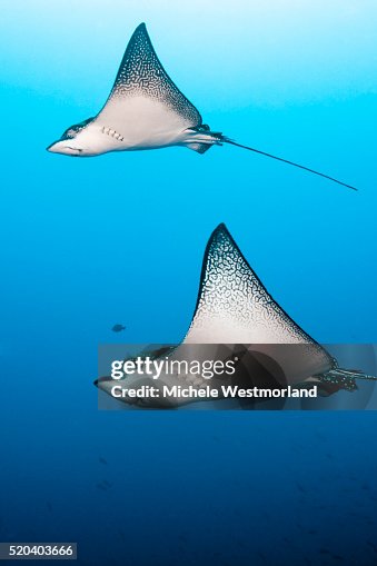 Spotted eagle rays Spotted eagle rays