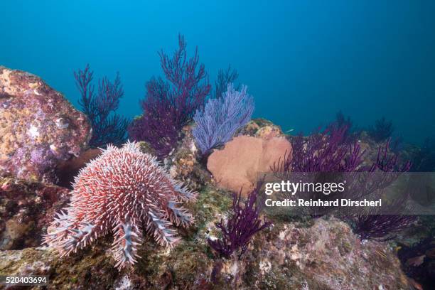 crown-of-thorns starfish (acanthaster planci) - acanthaster planci stock pictures, royalty-free photos & images