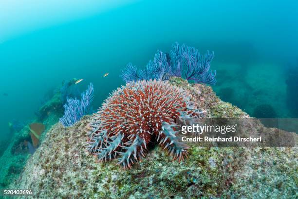 crown-of-thorns starfish (acanthaster planci) - acanthaster planci imagens e fotografias de stock