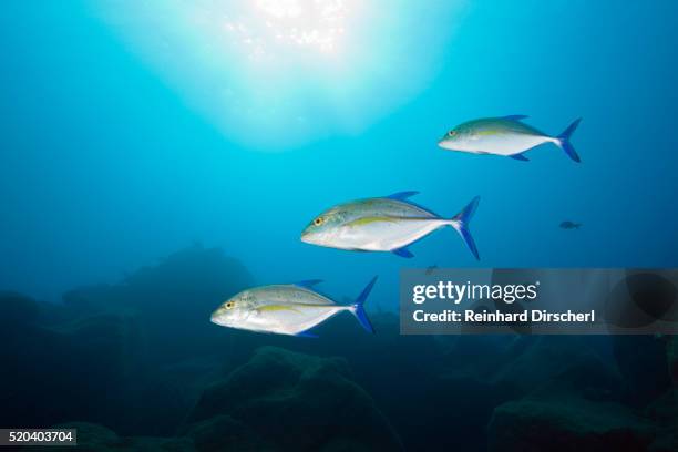 bluefin trevally (caranx melampygus) - bluefin trevally stock pictures, royalty-free photos & images