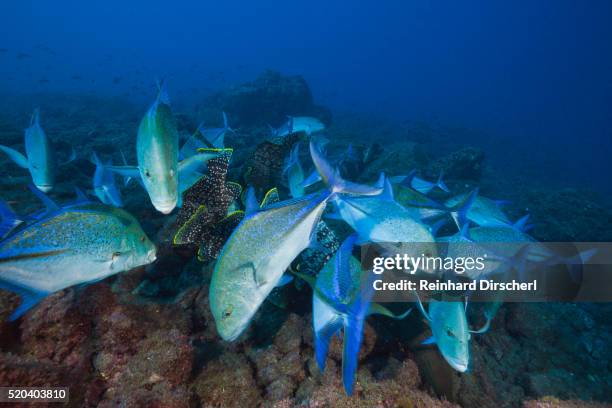 bluefin trevally (caranx melampygus) - bluefin trevally stock pictures, royalty-free photos & images