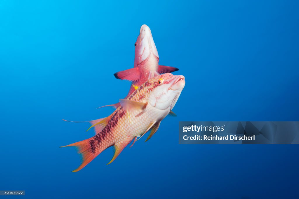 Mexican Hogfish (Bodianus diplotaenia)