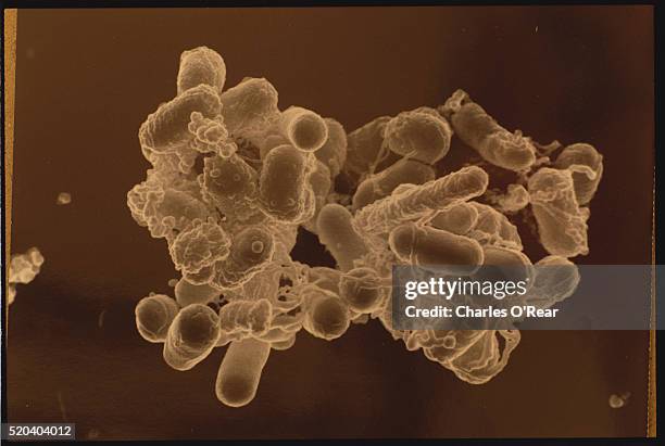 e. coli bacteria - 大腸菌 ストックフォトと画像