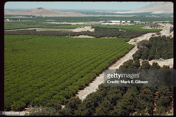 orange orchard - fresno california fotografías e imágenes de stock