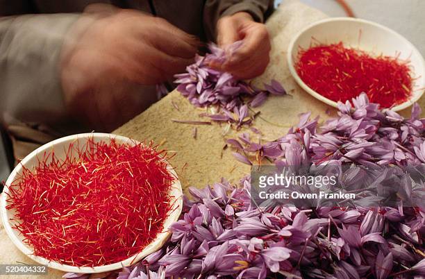 closeup of saffron stigma being harvested from blossoms - saffron stock pictures, royalty-free photos & images