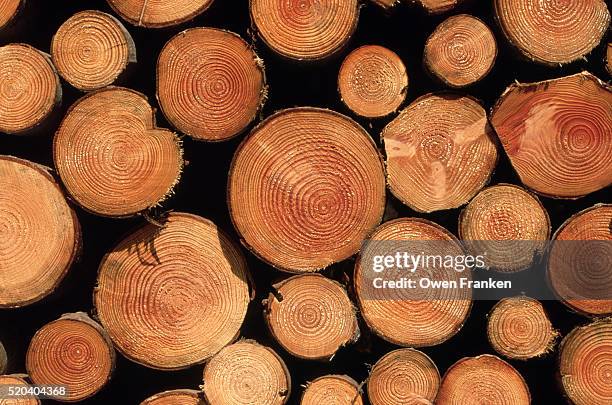 Maple Log Rings 4,874 Tree Ring Stock Photos, High-Res Pictures, and Images - Getty Images