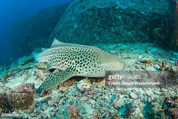 leopard shark - leopard shark stock pictures, royalty-free photos & images