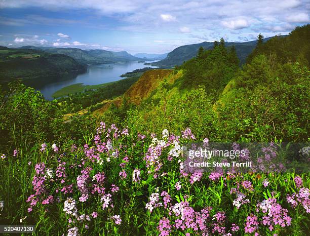 wildflowers in columbia river gorge national scenic area - columbia river gorge stock pictures, royalty-free photos & images
