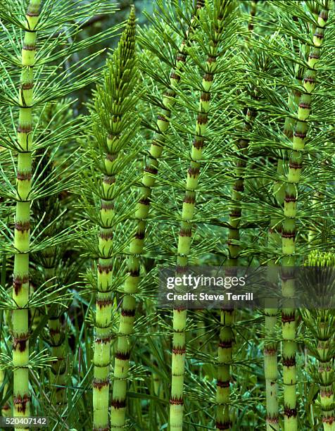 1,409 Horsetail Reeds Stock Photos, High-Res Pictures, and Images ...