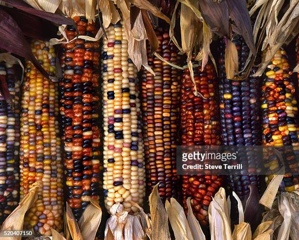 multi-colored indian corn - maíz criollo fotografías e imágenes de stock