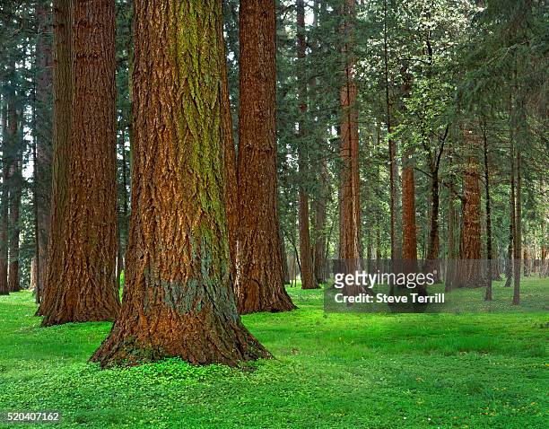 douglas firs in maud williamson state park - douglas fir ストックフォトと画像