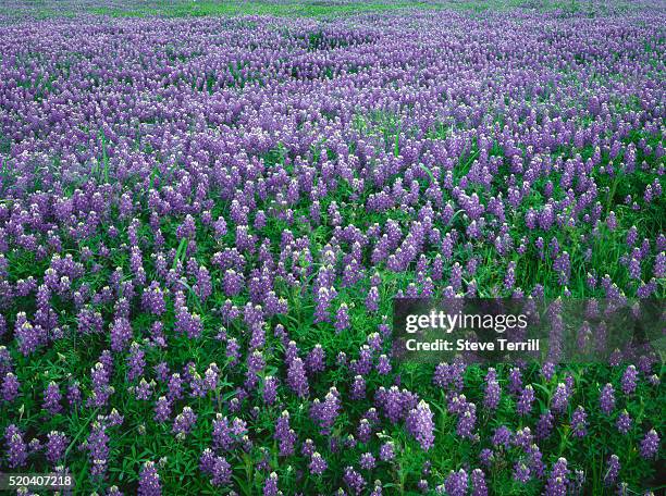 meadow of texas bluebonnet flowers - texas bluebonnet stock pictures, royalty-free photos & images