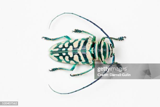 14 Sternotomis Stock Photos, High-Res Pictures, and Images - Getty
