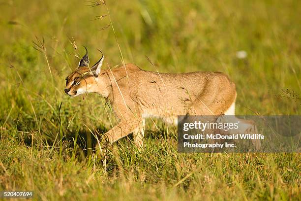 caracal hunting in the maasai mara - caracal stock pictures, royalty-free photos & images