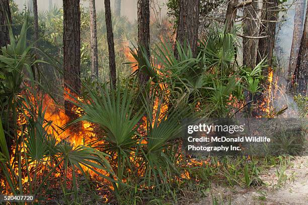 controlled burn in st. marks national wildlife reserve, florida - st marks wildlife refuge stock pictures, royalty-free photos & images