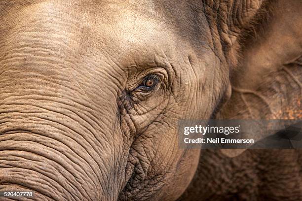 elephant in northern thailand - elephant eyes stock pictures, royalty-free photos & images