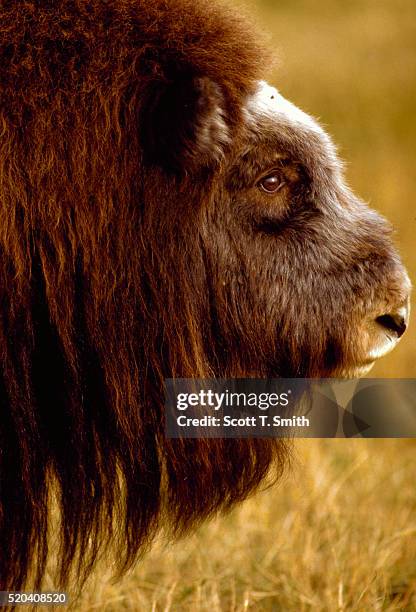 female musk ox - musk ox stock pictures, royalty-free photos & images