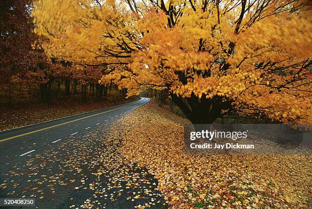 tree with yellow leaves - skyline drive virginia fotografías e imágenes de stock