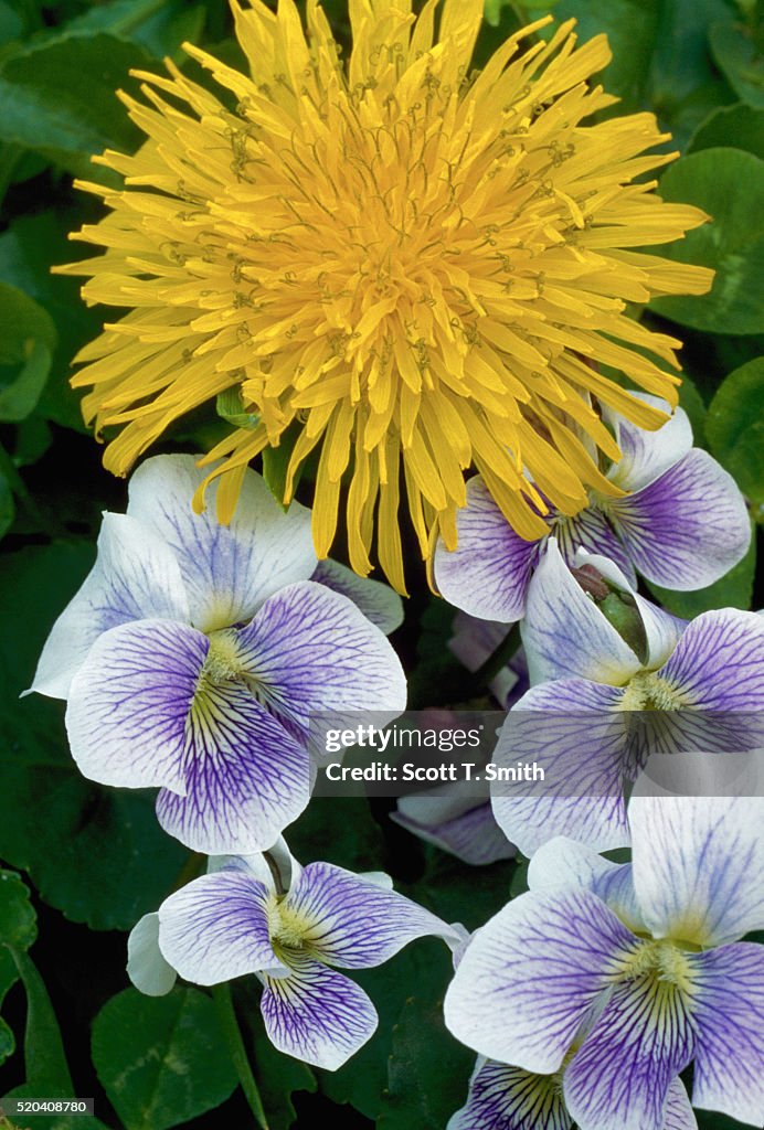 Dandelion and Violets