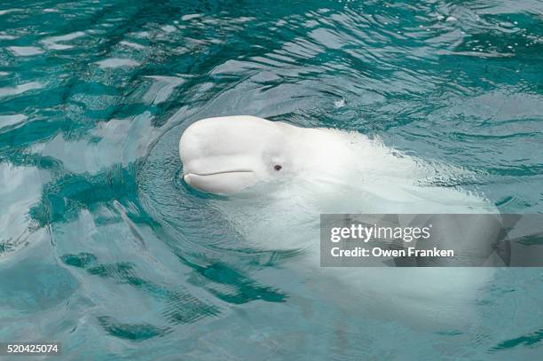 beluga whale - beluga whale stock pictures, royalty-free photos & images