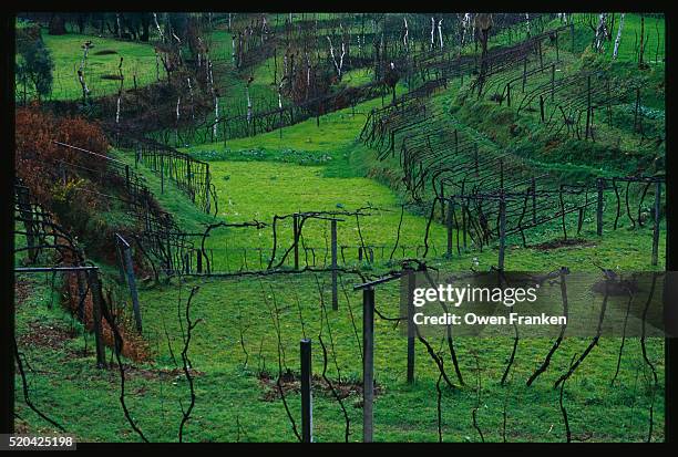 vinho verde vineyard in the douro river valley - vinho stock pictures, royalty-free photos & images