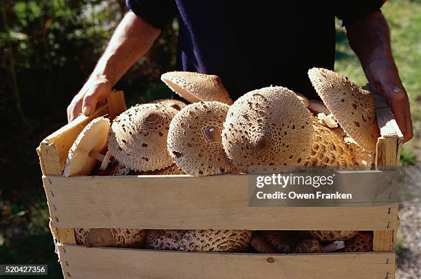 parasol mushroom harvest - crate stock pictures, royalty-free photos & images