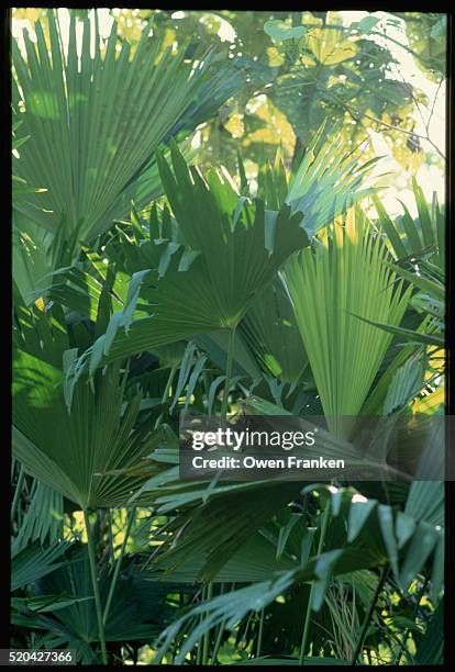 dense palm fronds, the paja toquillo palm used in malking panama hats - paja stock pictures, royalty-free photos & images