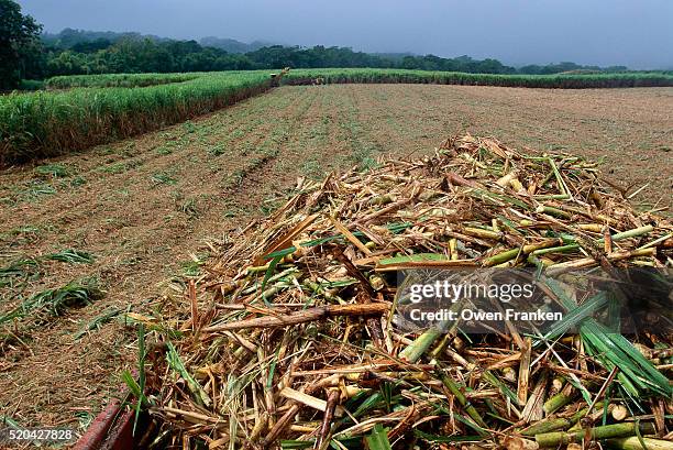 harvested sugar cane - canna da zucchero foto e immagini stock
