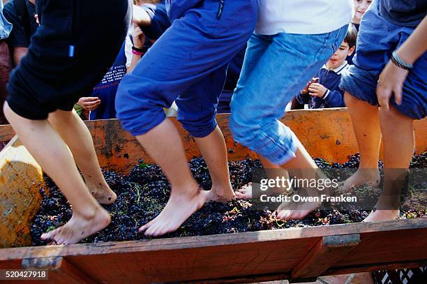 stomping grapes with bare feet - bare feet stock-fotos und bilder