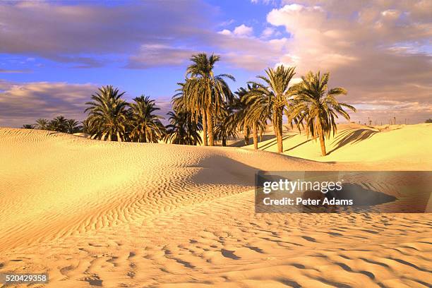 desert and palm trees, tunisia - tourism in tunisia stock pictures, royalty-free photos & images