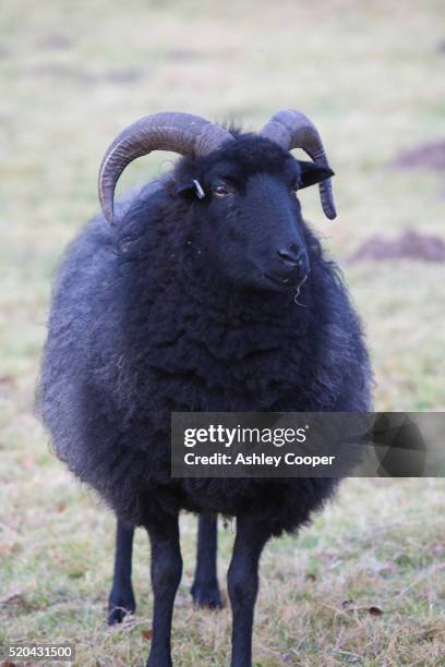 Black Sheep Example 1,256 Black Sheep Farm Stock Photos, High-Res Pictures, and Images ...