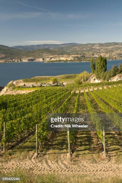 Rows of vines in vineyards beside Skaha Lake in the Okanagan Valley, Canada's leading wine making region, in British Columbia