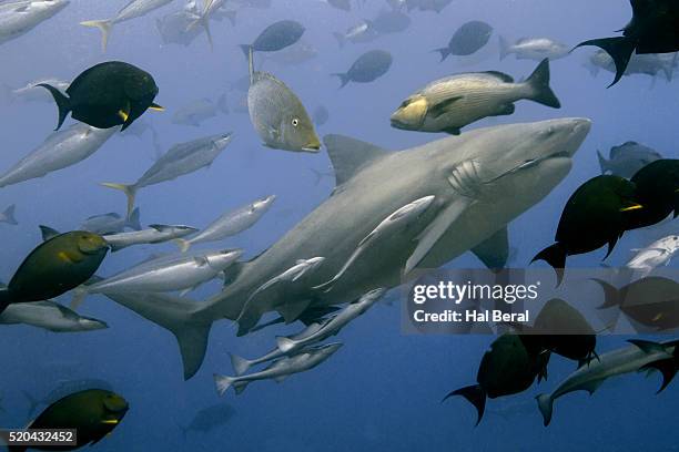 bull shark with sharksucker attached swims with other fish (carcharhinus leucas with echeneis naucrates attached) fiji - echeneis remora stock pictures, royalty-free photos & images