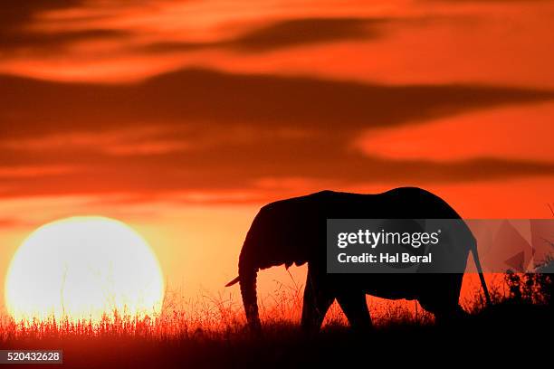 african elephant silhouetted against the sky at sunset (loxodonta africana) serengeti national park,tanzania - african elephants sunset stock pictures, royalty-free photos & images