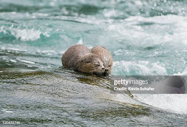 marine otter (lontra felina) bahia punihuil, isla chiloe, chile - lontra photos et images de collection