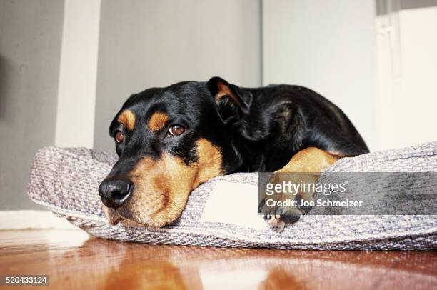 dog lying on dog bed - dierenmand stockfoto's en -beelden