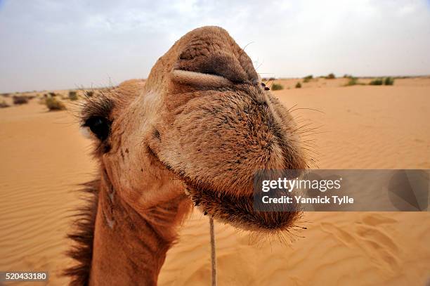 tuareg camel - dry lips stock pictures, royalty-free photos & images