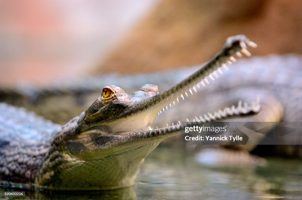 Gharial