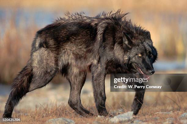 Wolf In Colorado 64 Gray Wolf Colorado Stock Photos, High-Res Pictures, and Images ...