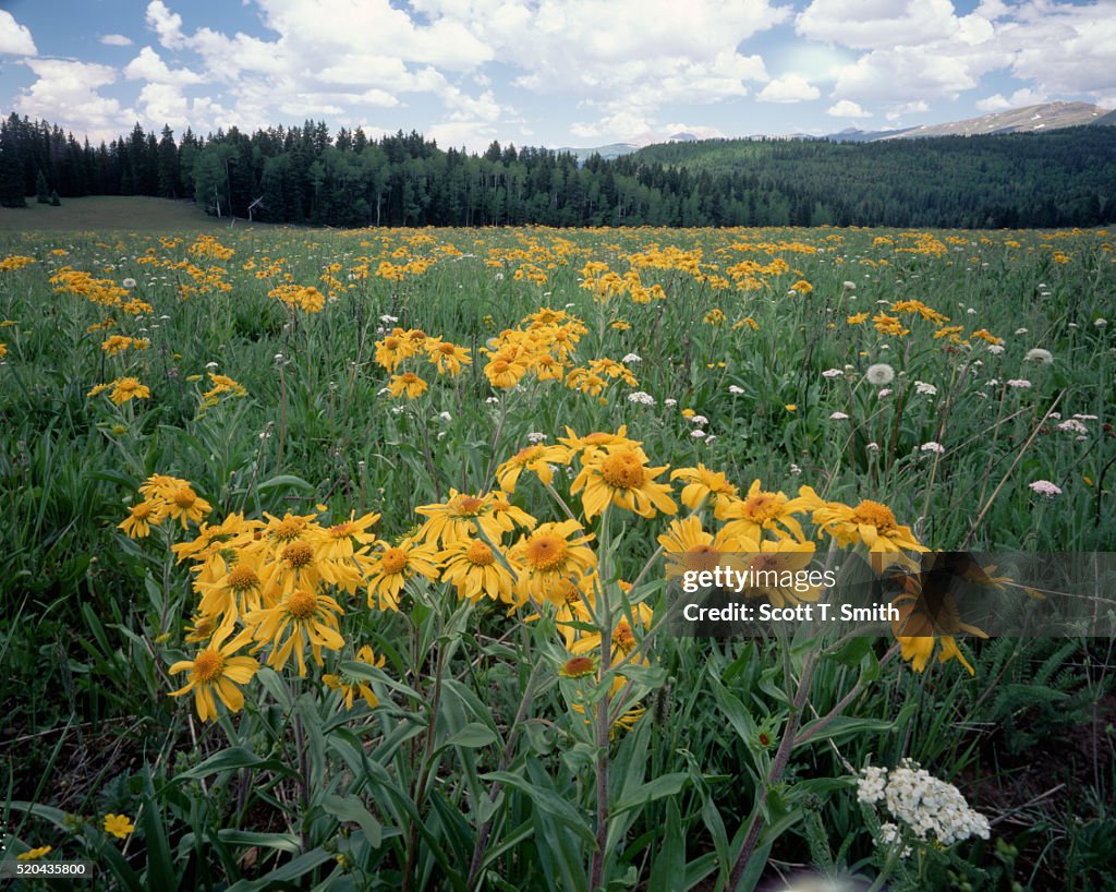 Meadow Blooms With Hymenoxys Flowers