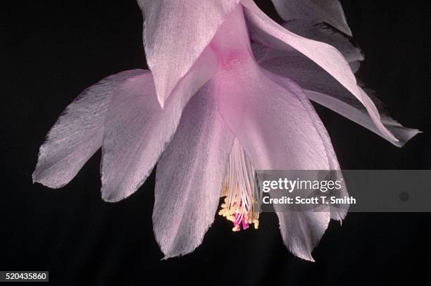 pink flower on a christmas cactus - christmas cactus stock pictures, royalty-free photos & images