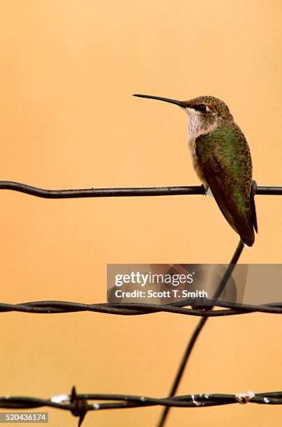 female calliope hummingbird perching on barbed wire - calliope hummingbird stock pictures, royalty-free photos & images