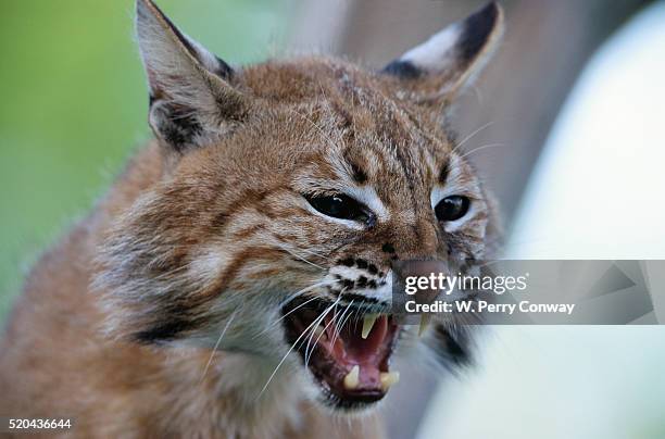 Wildcat Attack 34 Snarling Bobcat Stock Photos, High-Res Pictures, and Images - Getty ...