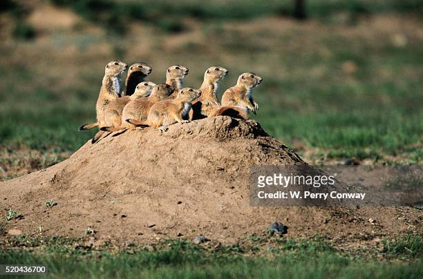 prairie dogs at their burrow - präriehund stock-fotos und bilder