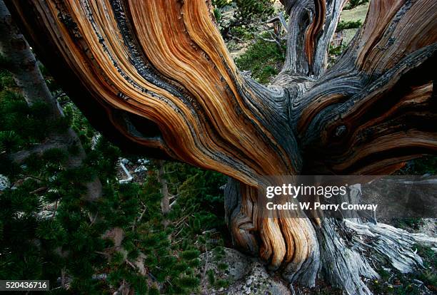 close-up of trunk of bristlecone pine tree - pin de bristlecone photos et images de collection