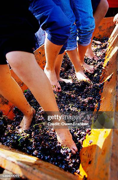 stomping grapes with bare feet - crush foot stock pictures, royalty-free photos & images