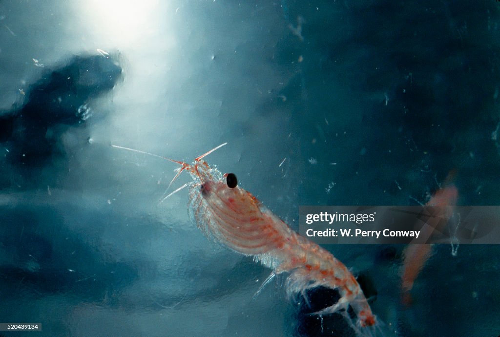 Frozen Antarctic Krill