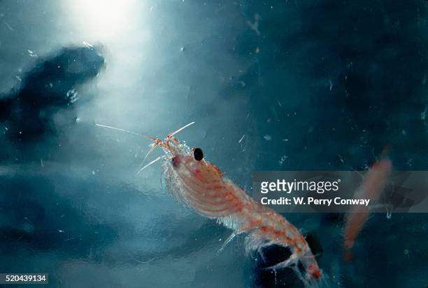 frozen antarctic krill - krill stock pictures, royalty-free photos & images