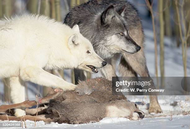 pair of gray wolves eating mule deer - dead deer stock pictures, royalty-free photos & images