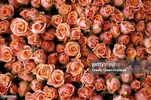 pink roses at albert kuyp market - rose stock pictures, royalty-free photos & images